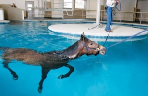 Equine Swimming Pool